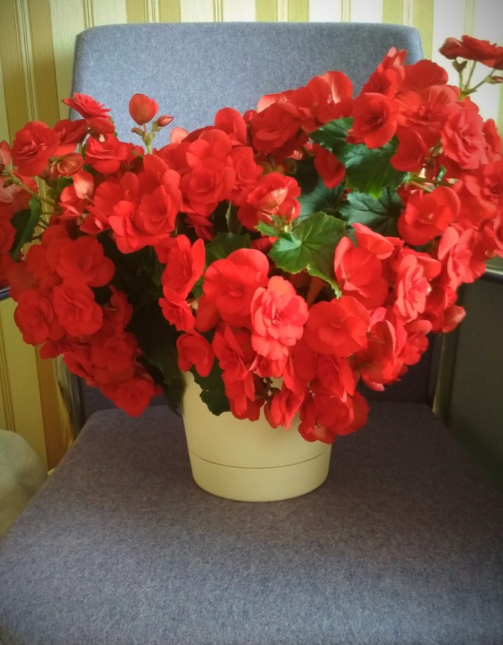 flowers