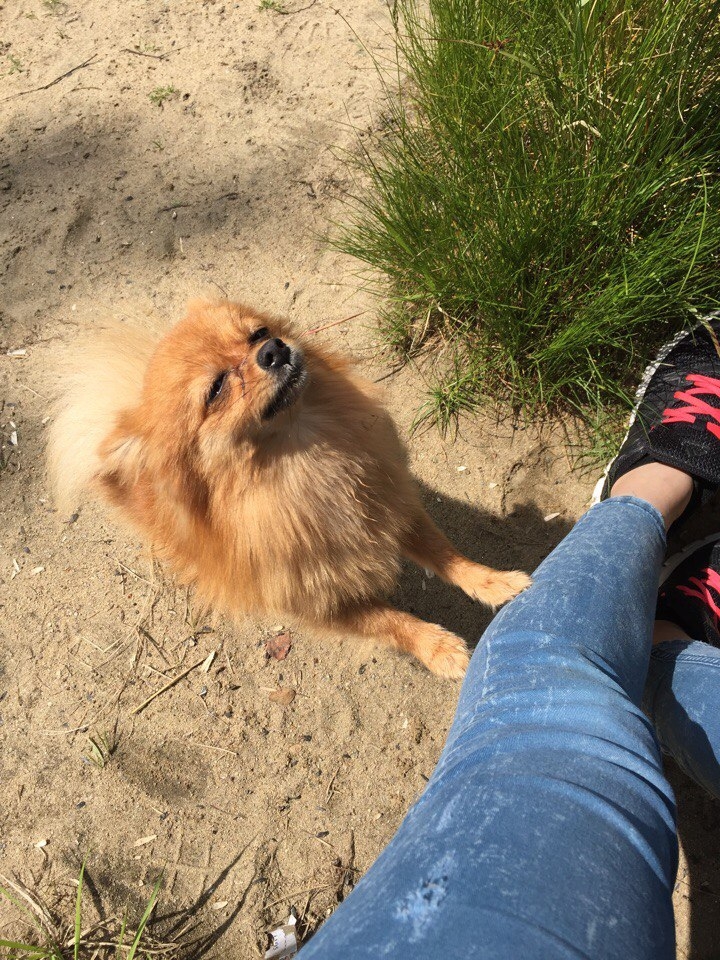 Dog