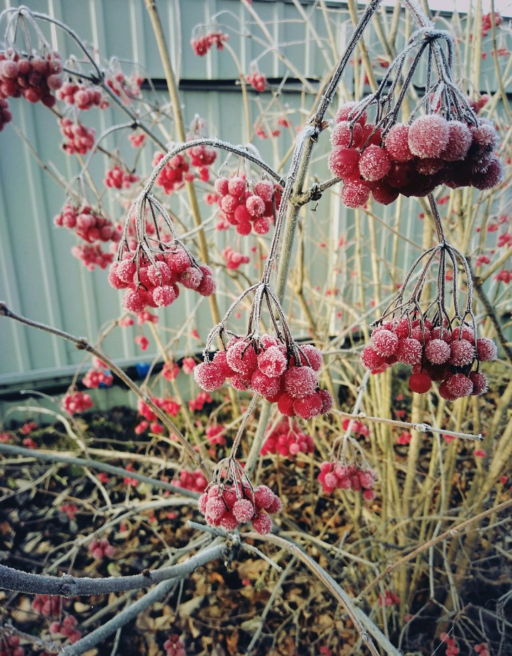 Branch