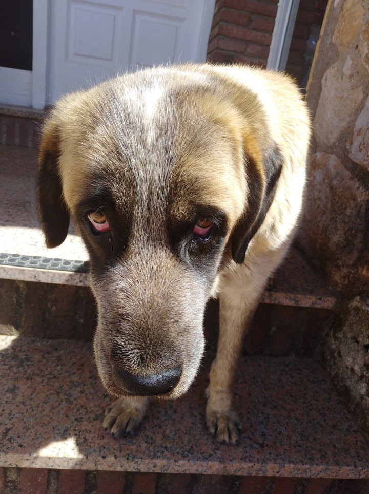 My dog