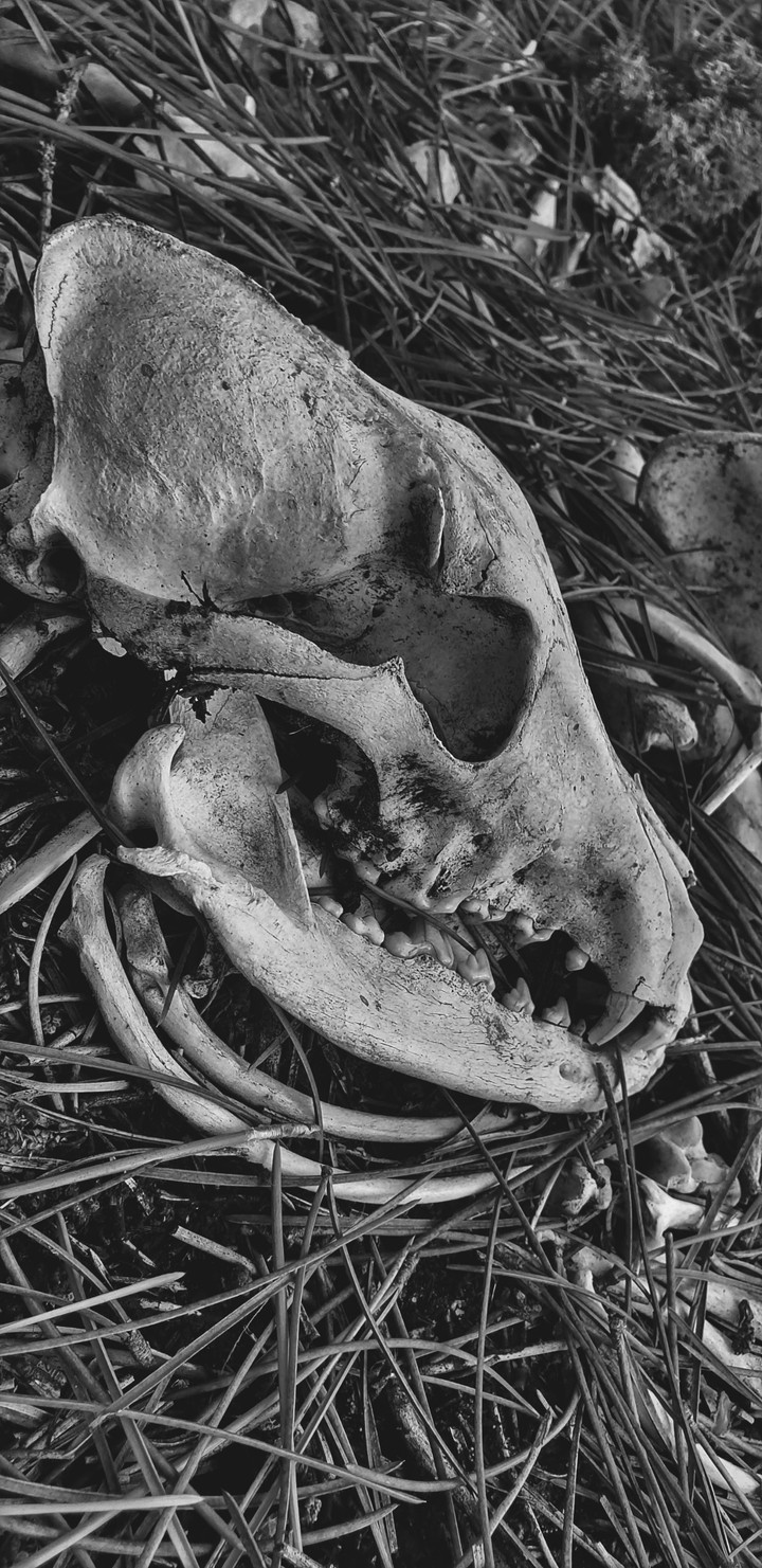 skull