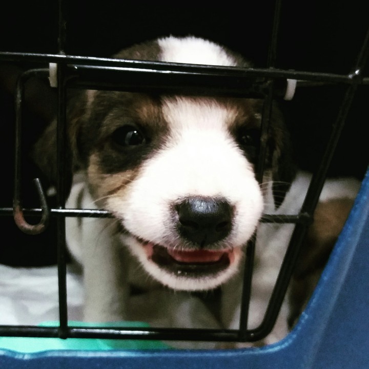 filhote de 2 meses de vida