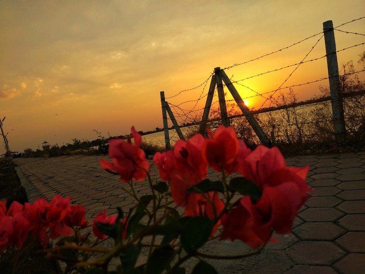 sunset+flowers+lake
