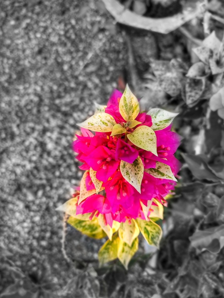flower