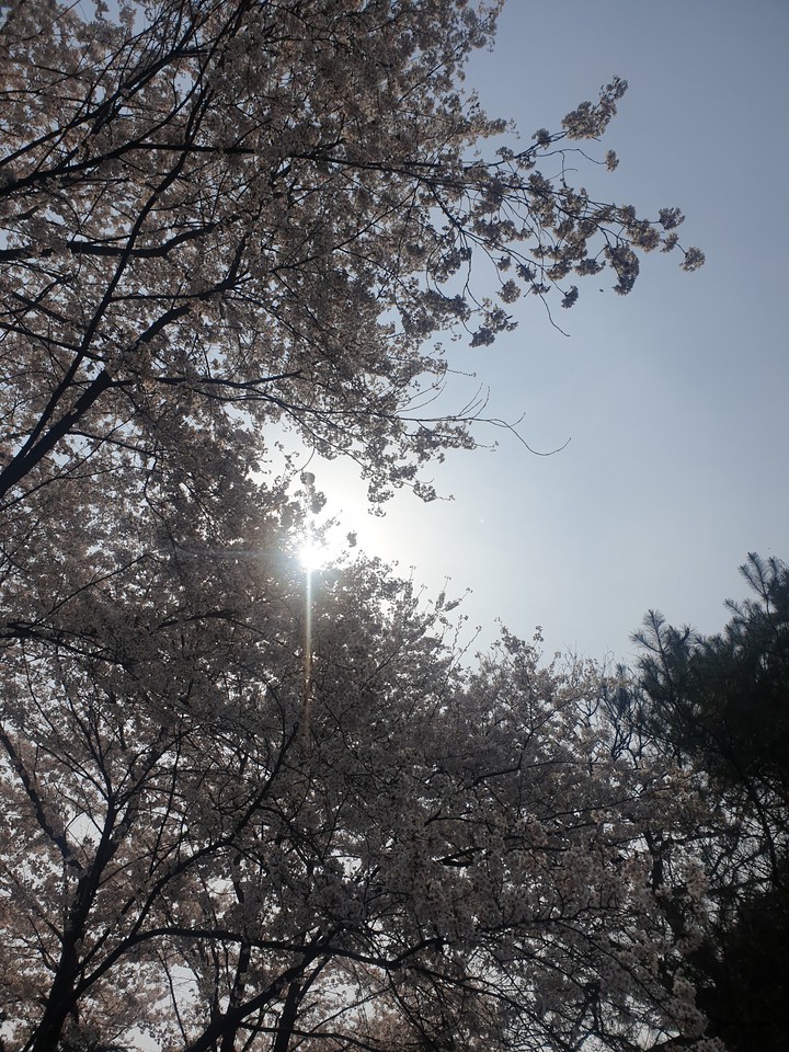 flower & sunshine