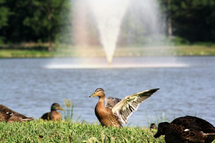 Ducks On The Water