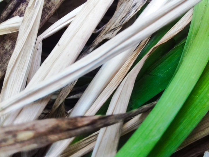 Leaves of lilies.
