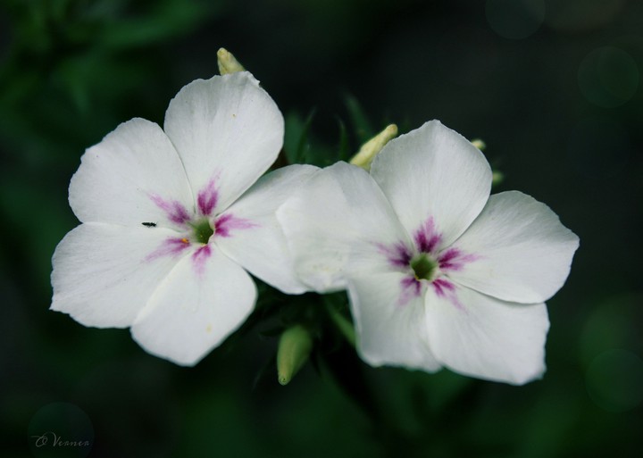 O.V.♡ my flowers