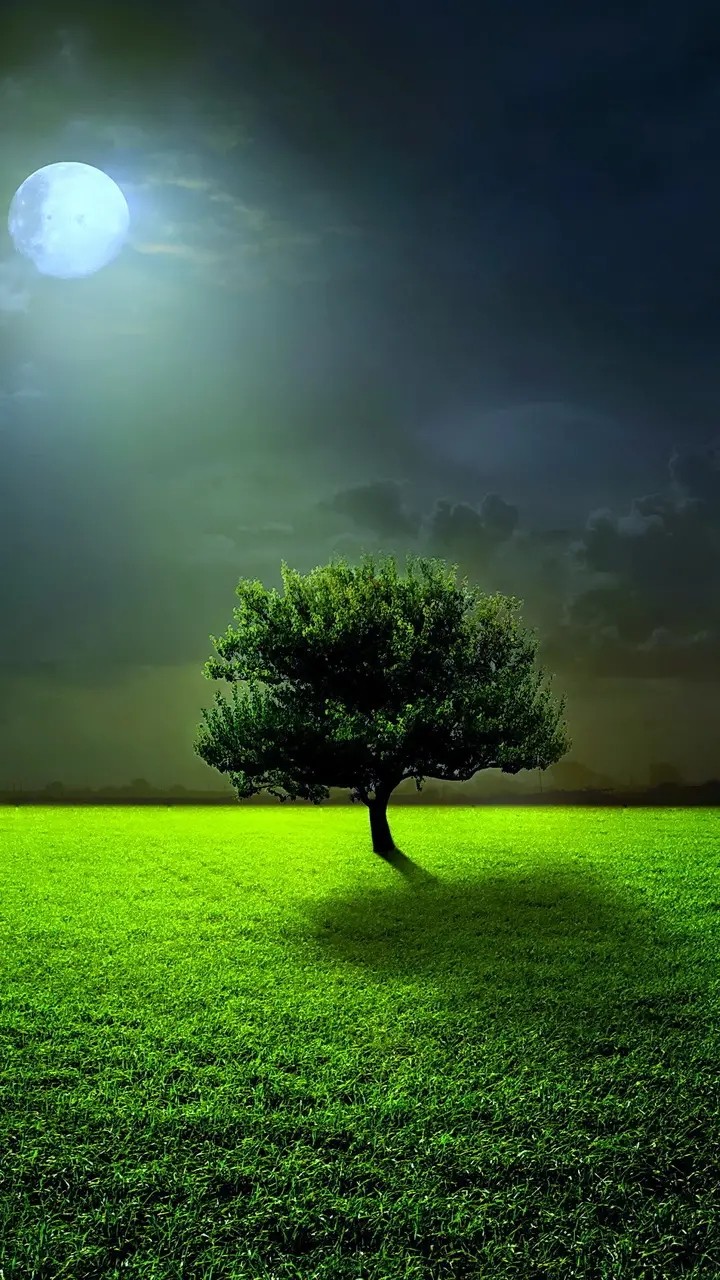Nature Tree