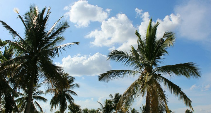 coconut trees