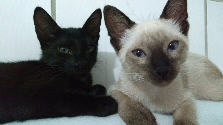 Cats