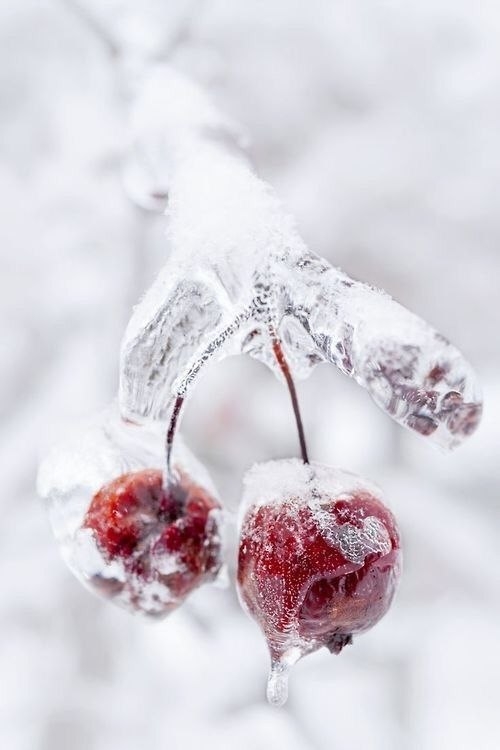 cherry