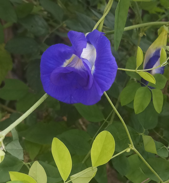shell flower