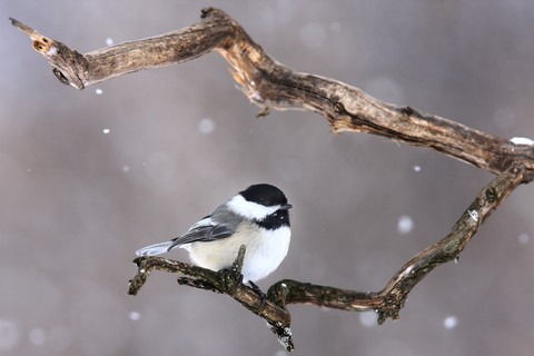 Tit, bird háttérképek