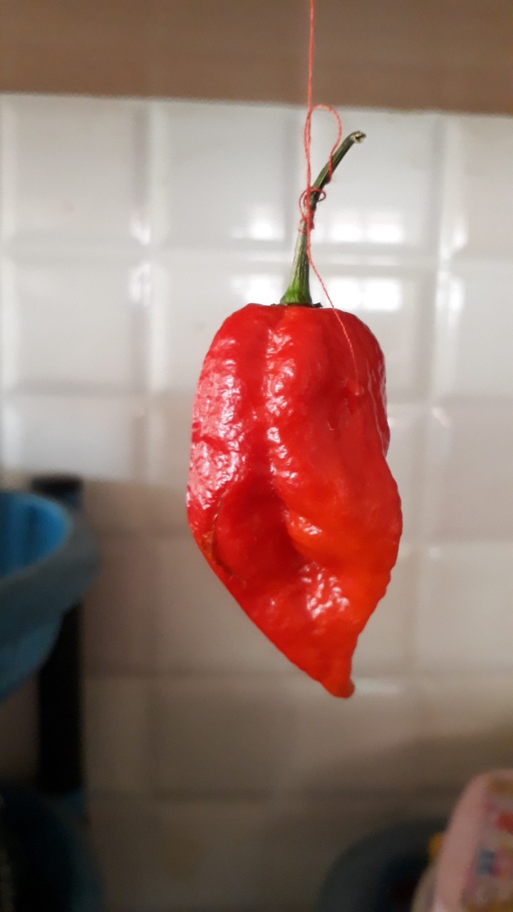 Naga King Chilly