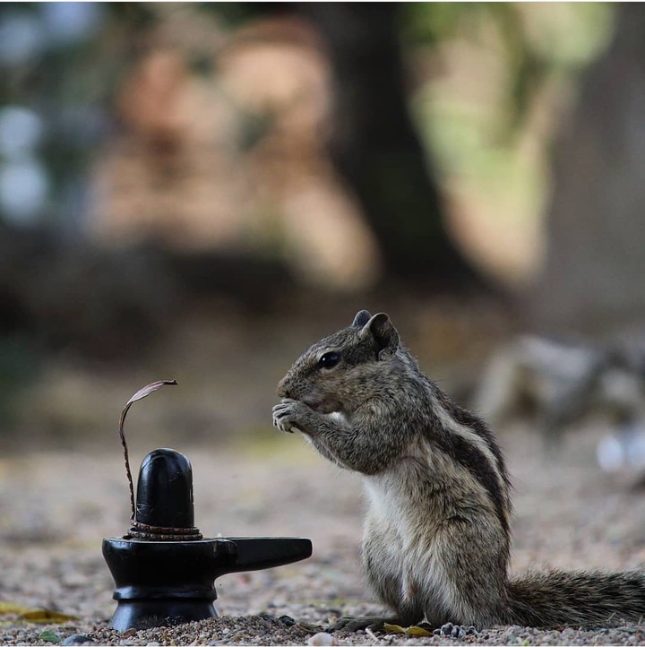 Squirrel