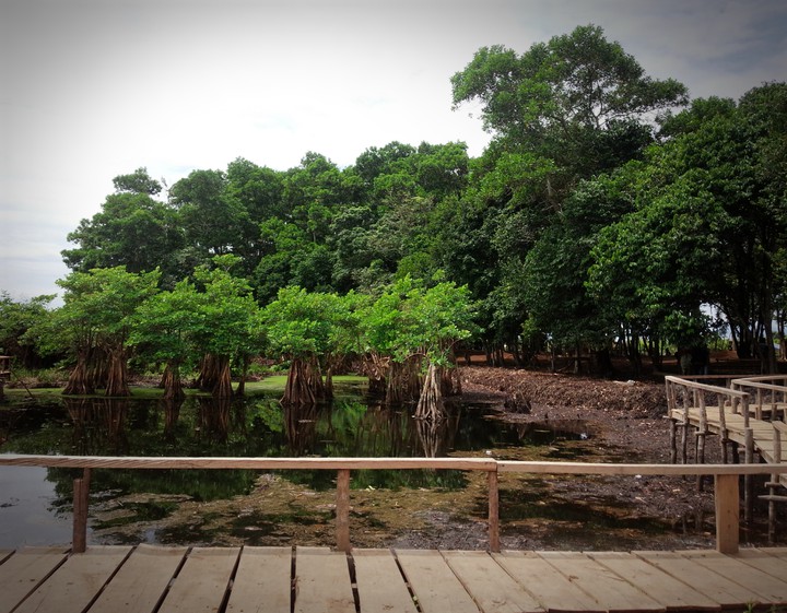 Mangrove Trees