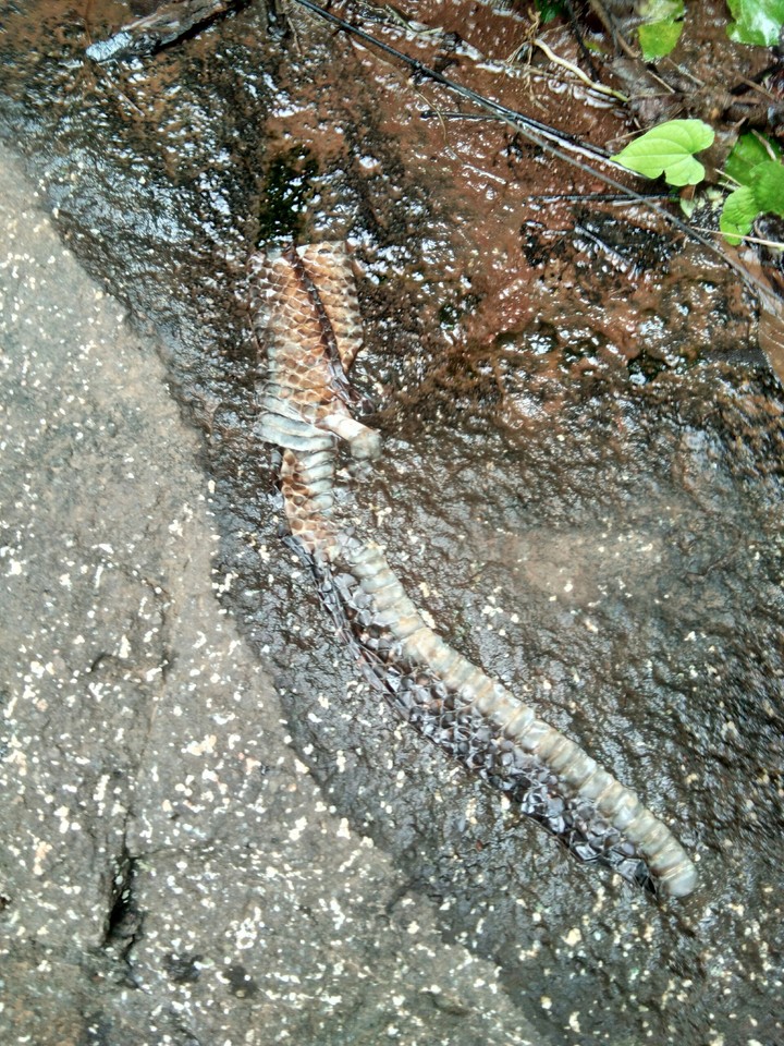 snek skin