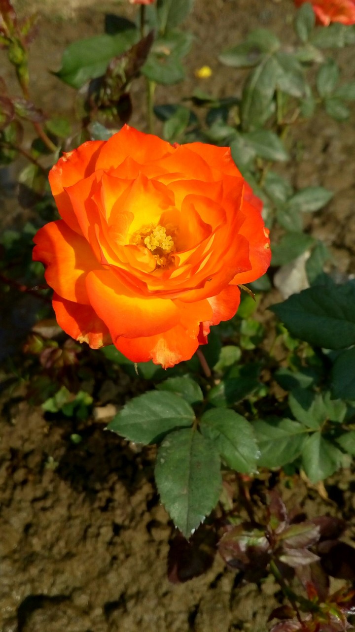 Orange