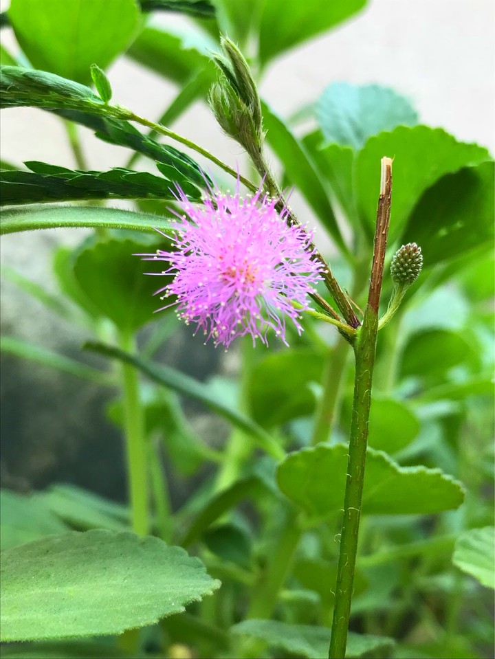 uma flor pelo caminho