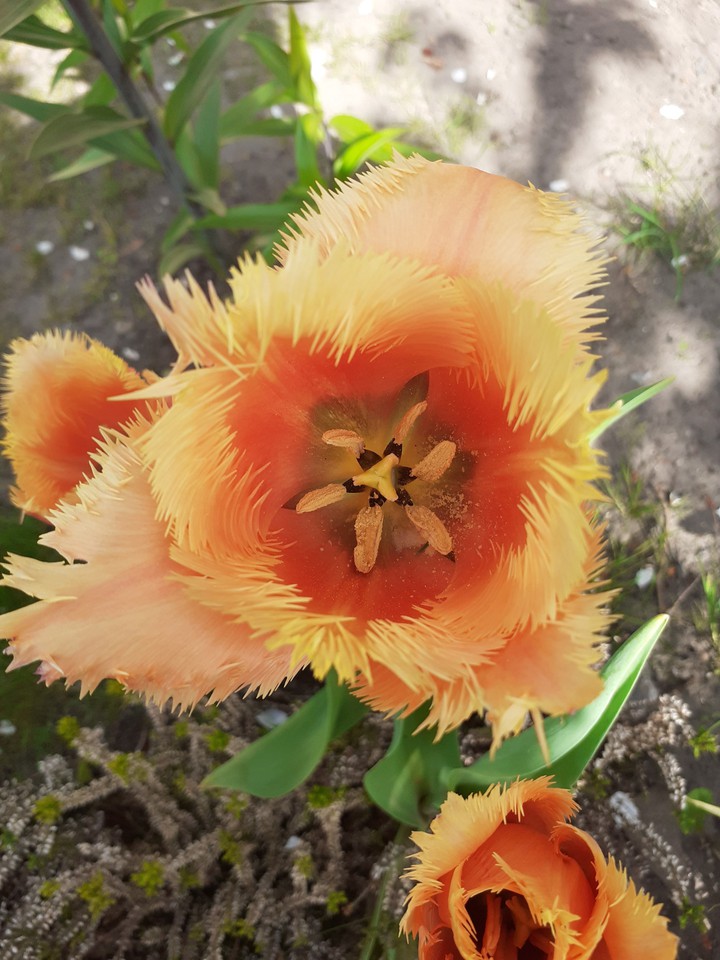 Tulip