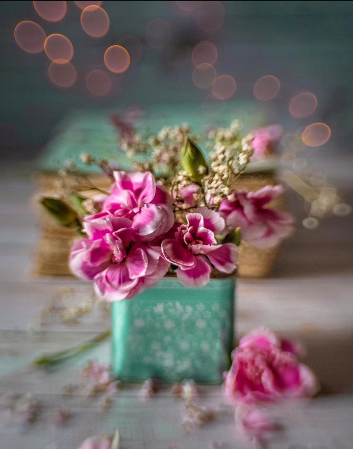 Clove & Bokeh