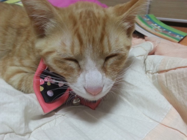 리본 목걸이를 찬  땅콩이♡