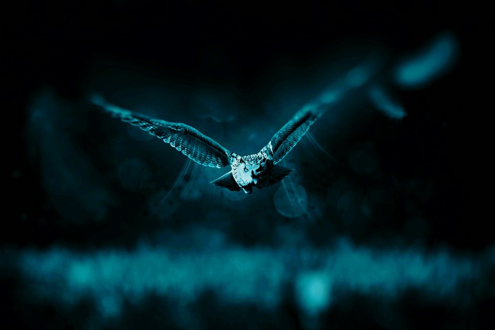 bird