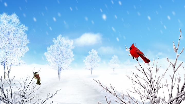 winter cardinals