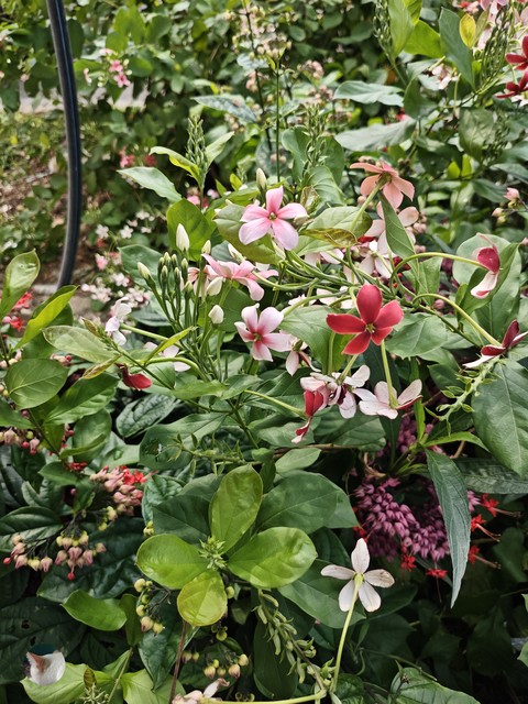 Plant_stem, Perennial_plant, Pedicel