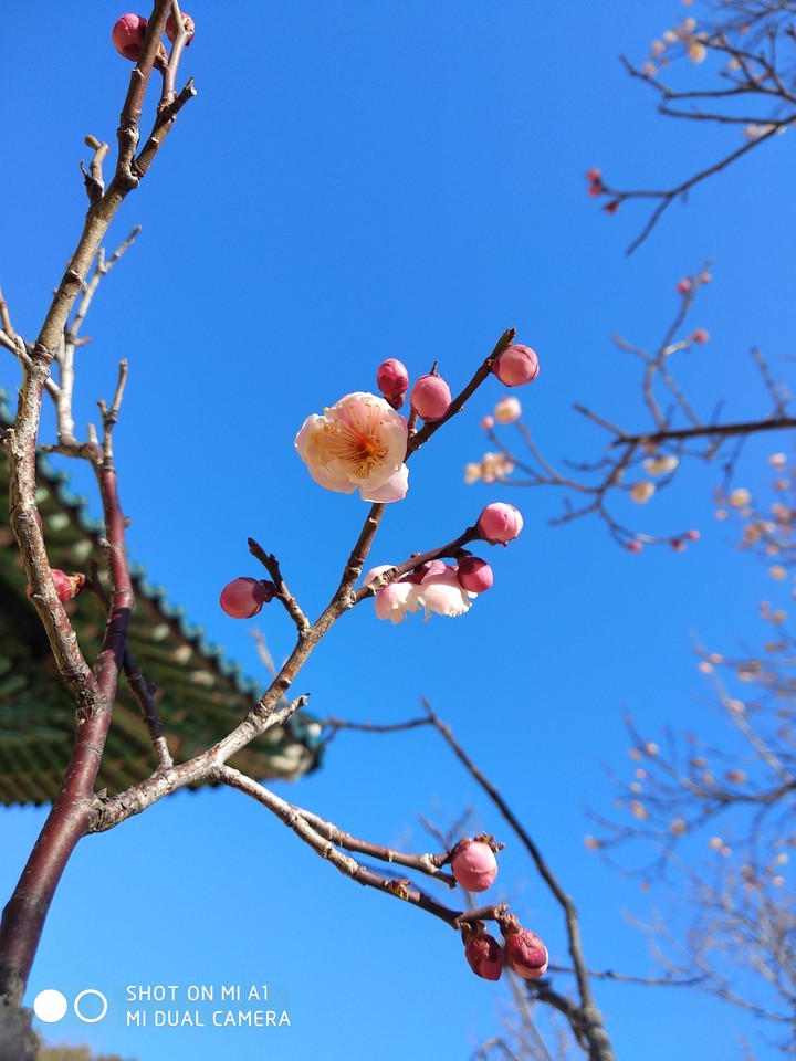 spring
