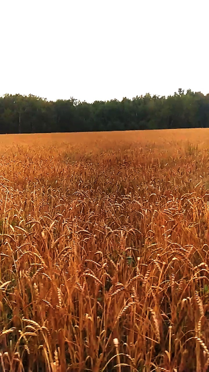 Wheat