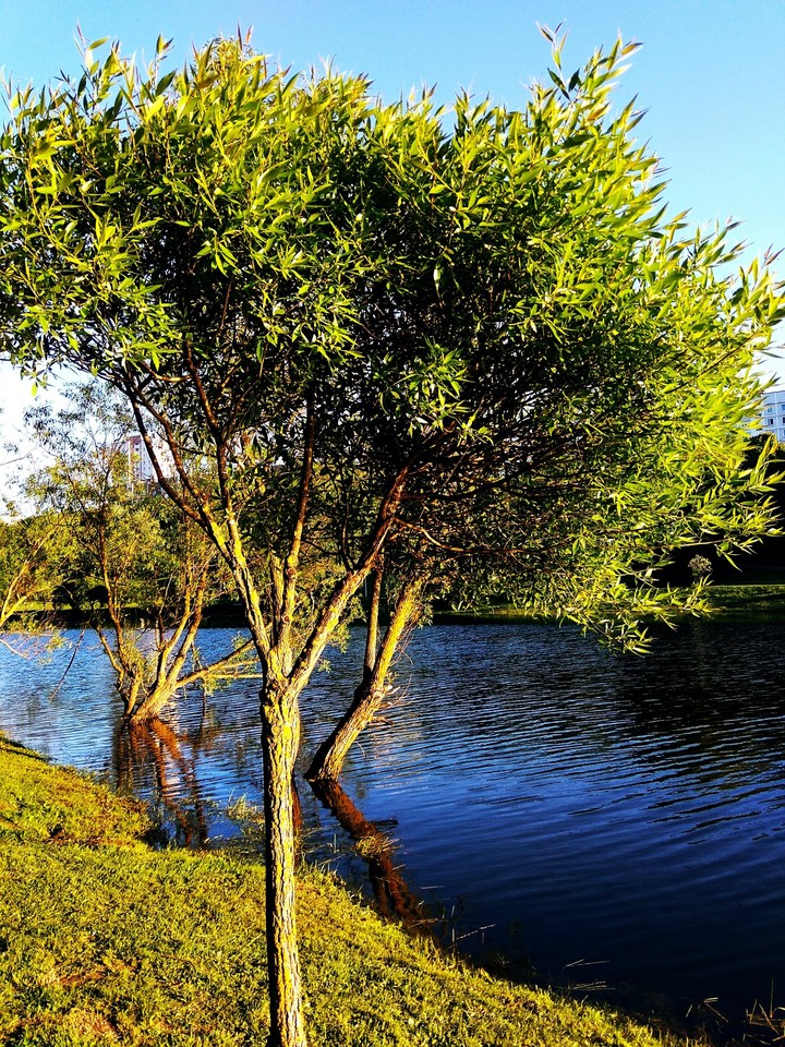 Tree #Alina