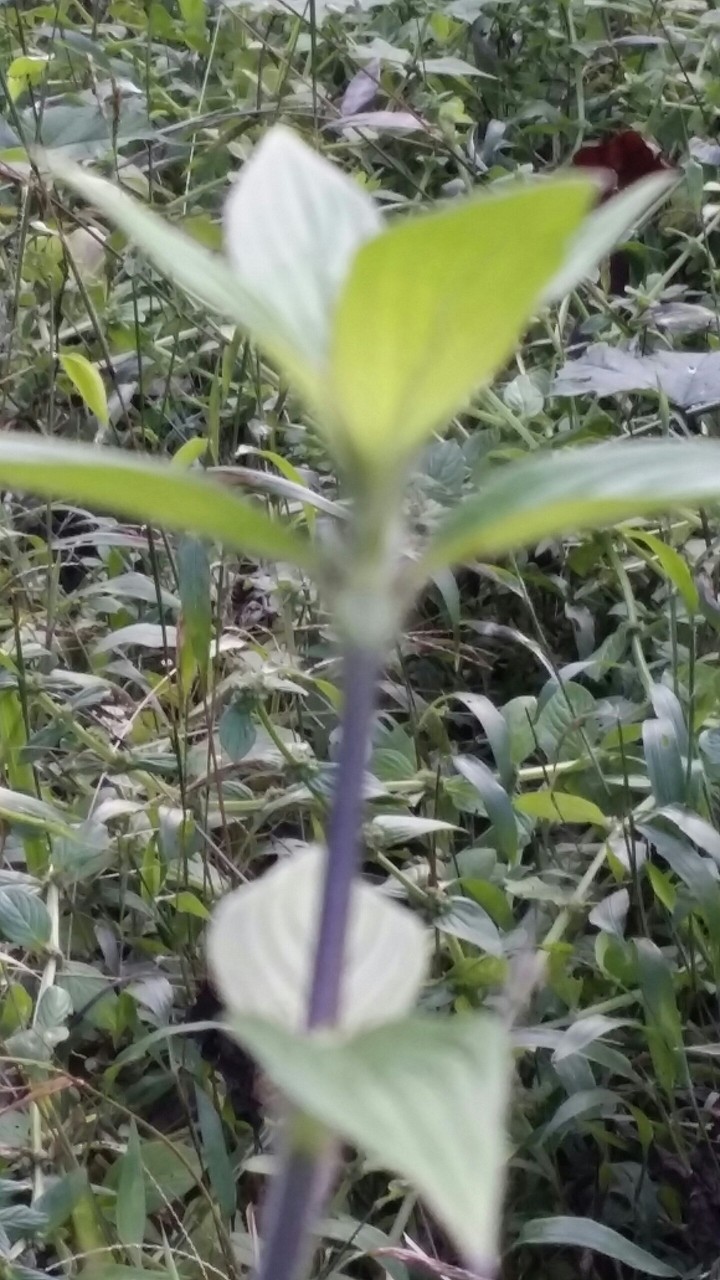 Hibiscus