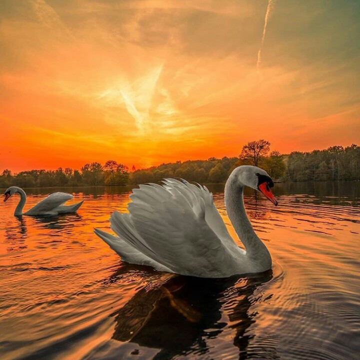 nature.