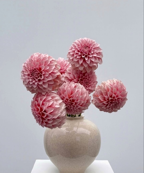 Flower, Petal, Pink