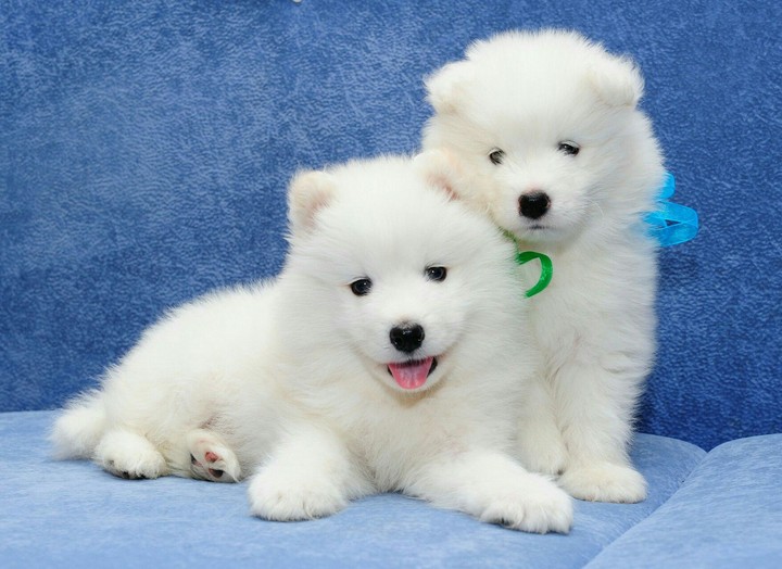 sweet dogs