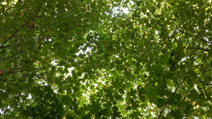 foliage