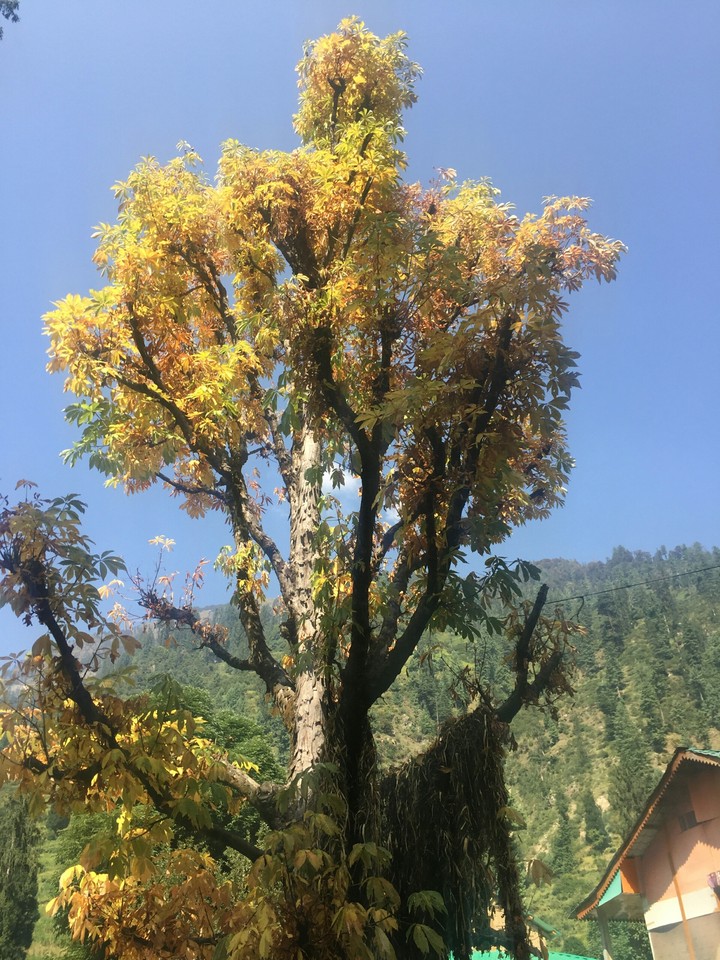Tree
