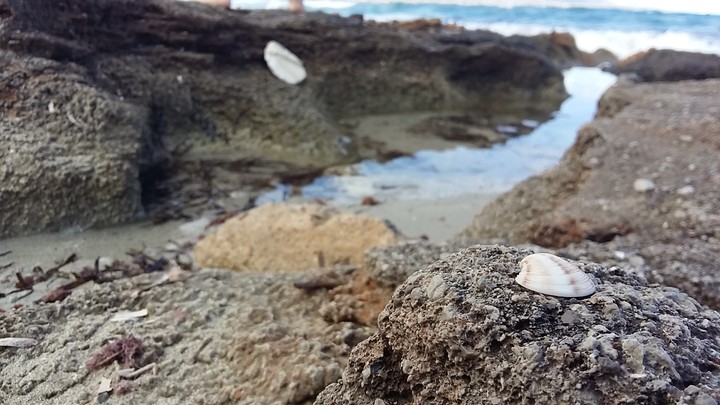 A seashell.