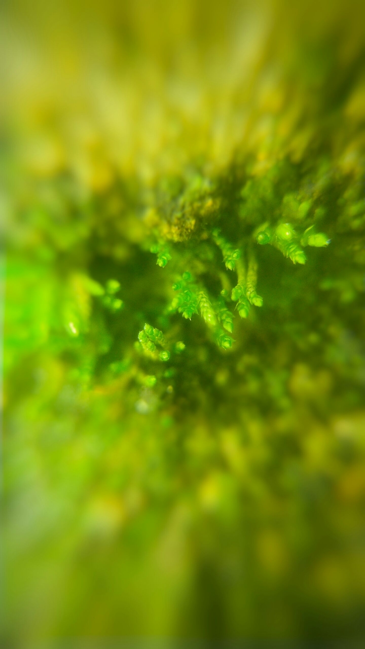 moss