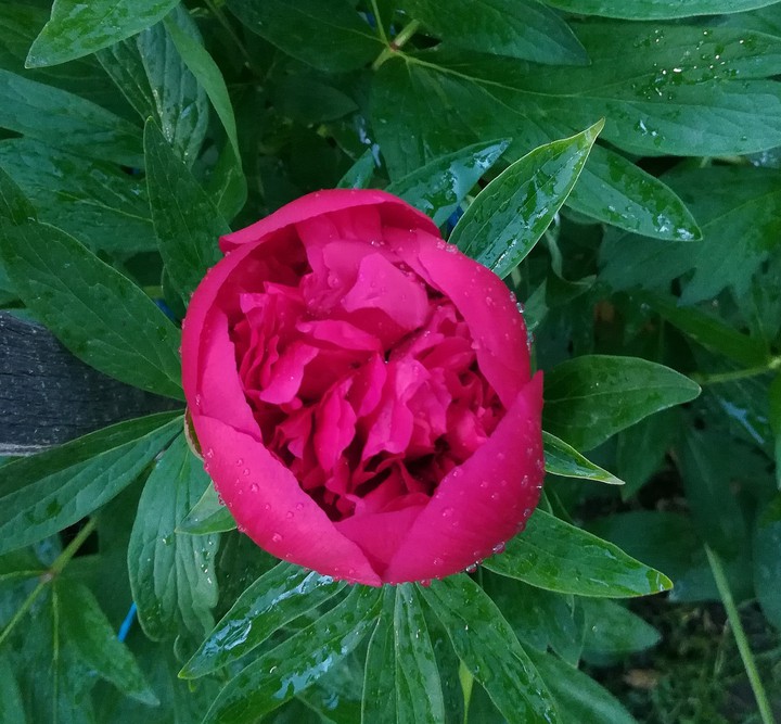 peony