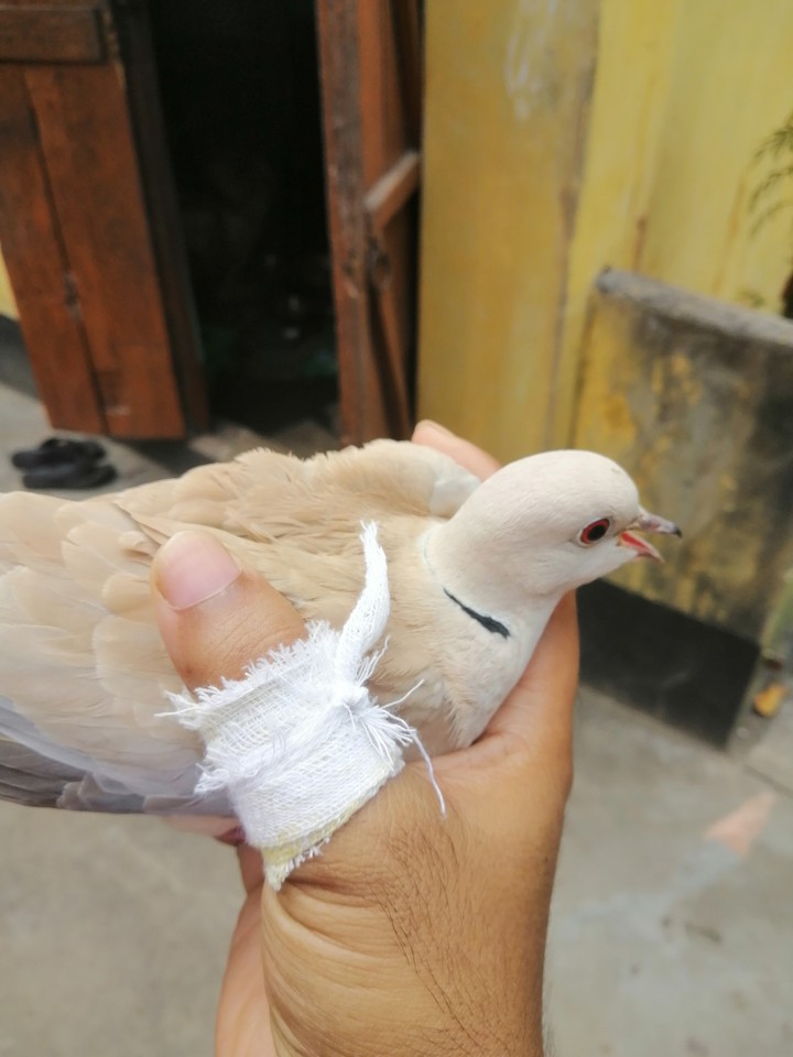 birds