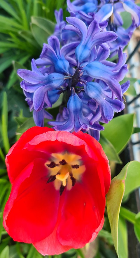 Tulpe