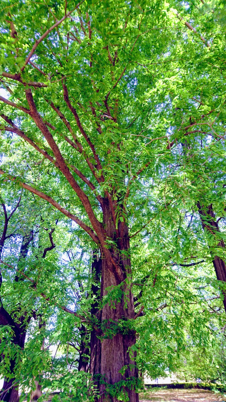 tree