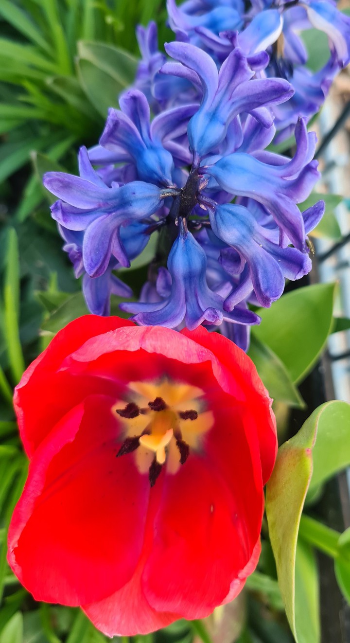 Tulpe