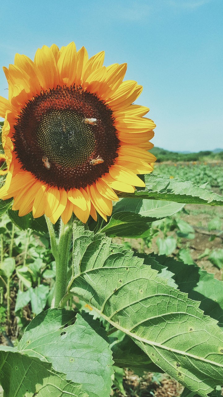 Bees