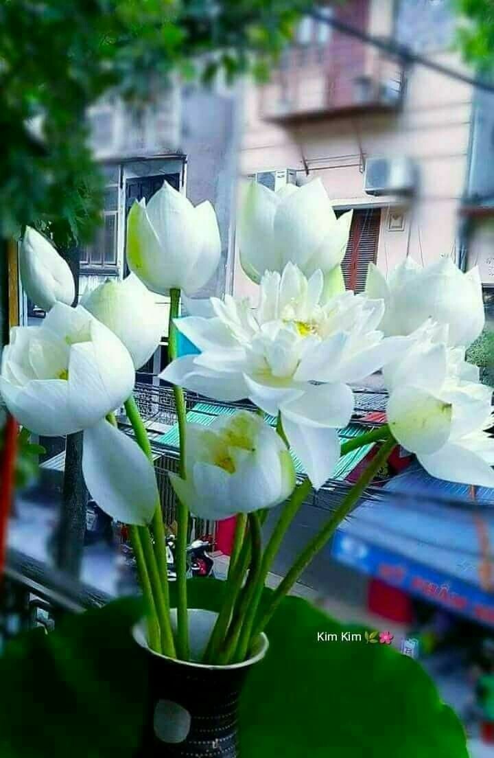 lovely white flowers