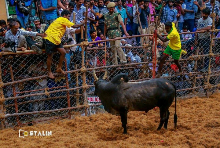jallikattu