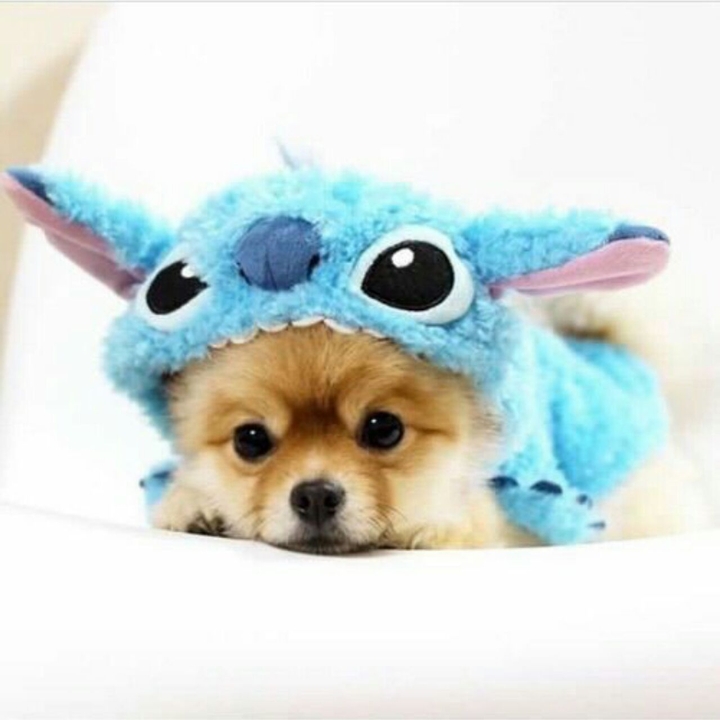 Stitch custom